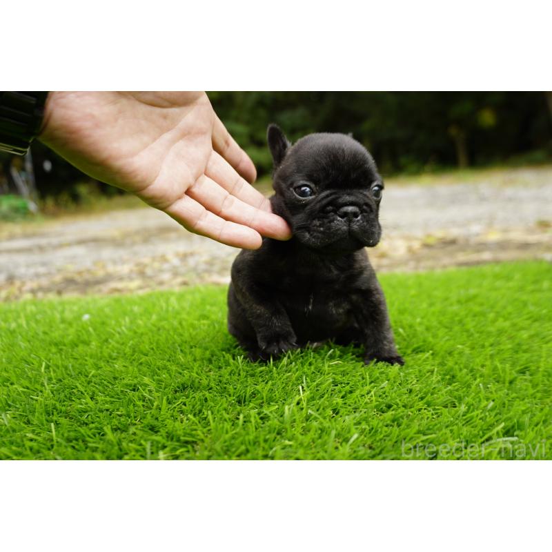 販売中の鹿児島県のフレンチブルドッグ-426009の6枚目