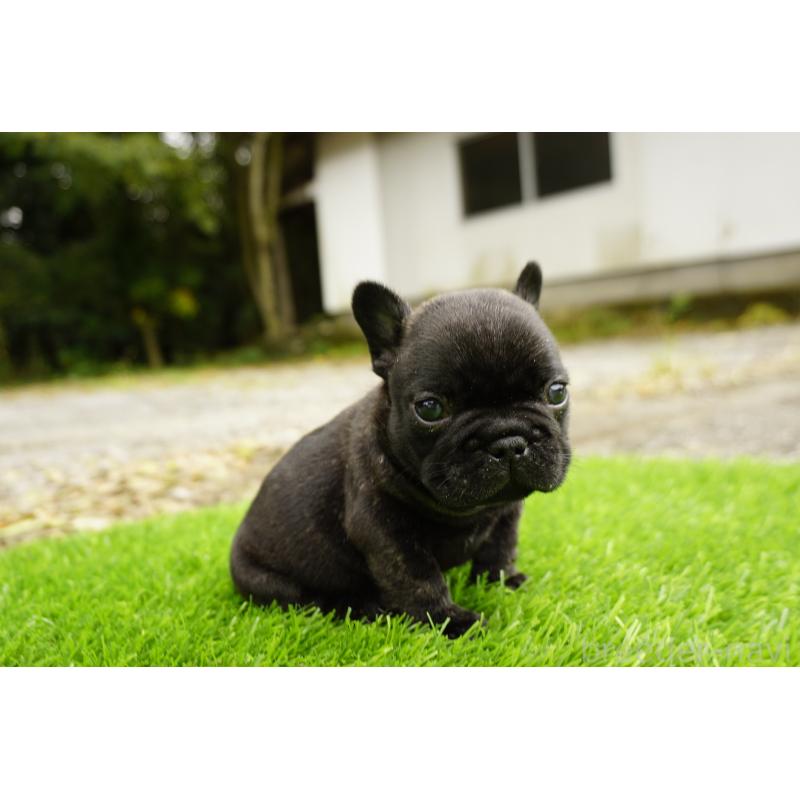 販売中の鹿児島県のフレンチブルドッグ-426009の5枚目