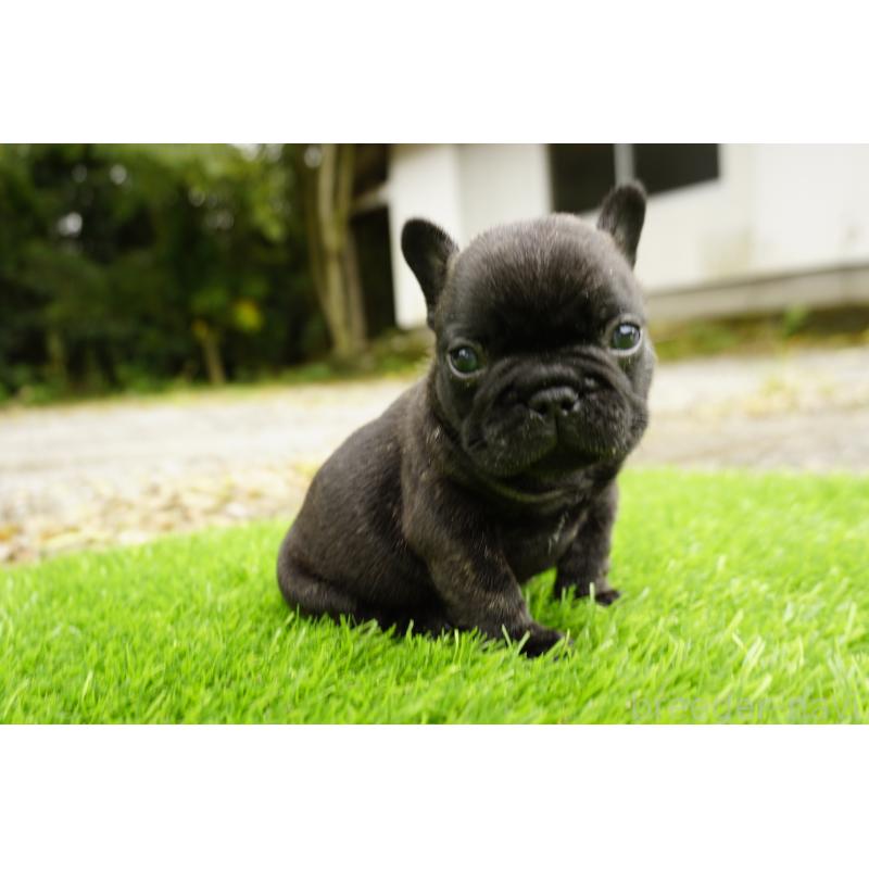 販売中の鹿児島県のフレンチブルドッグ-426009の4枚目