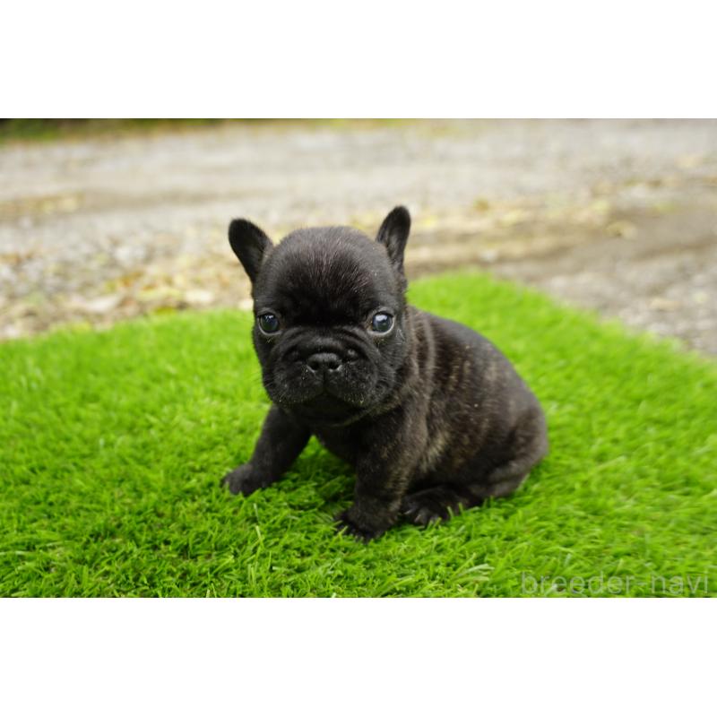 販売中の鹿児島県のフレンチブルドッグ-426009の3枚目