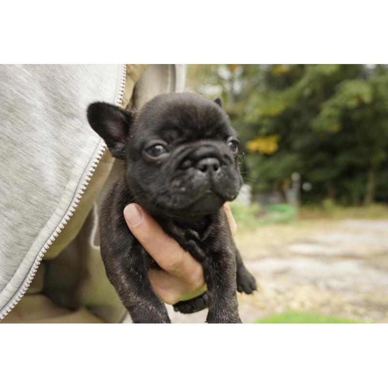 販売中の鹿児島県のフレンチブルドッグ-426009の2枚目