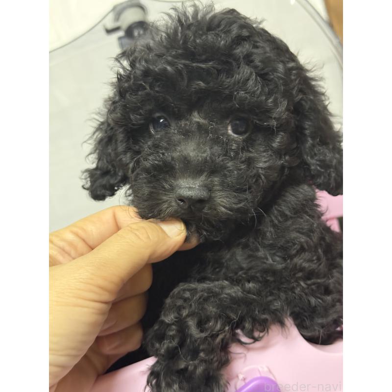 販売中の茨城県のトイプードル-421001の8枚目