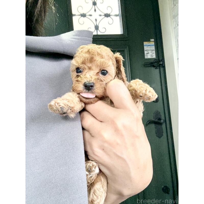 販売中の福岡県のタイニープードル-426011の8枚目