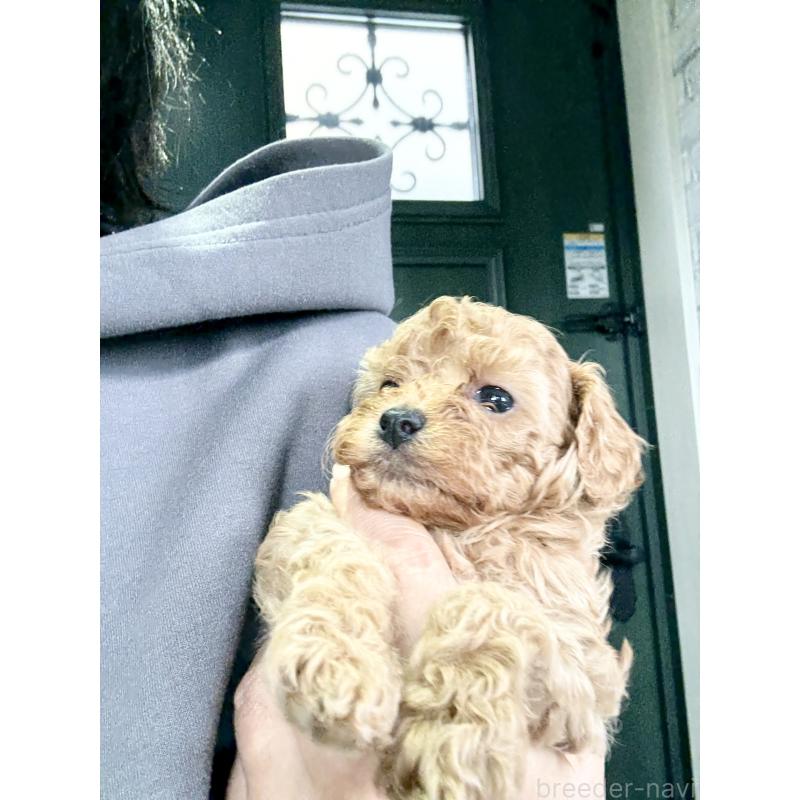 販売中の福岡県のタイニープードル-426011の7枚目