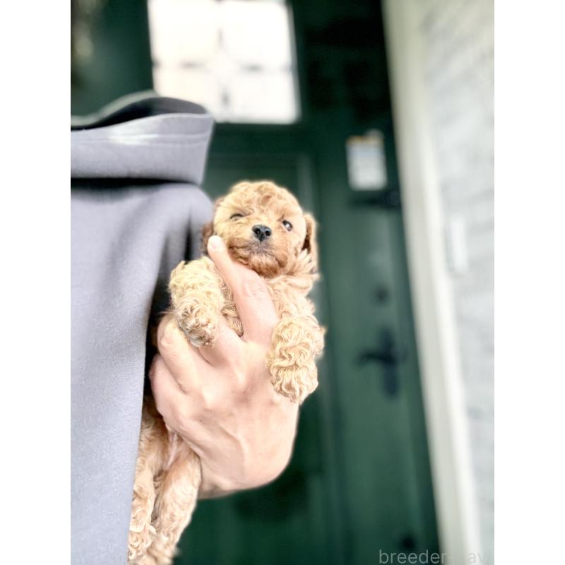 販売中の福岡県のタイニープードル-426011の6枚目