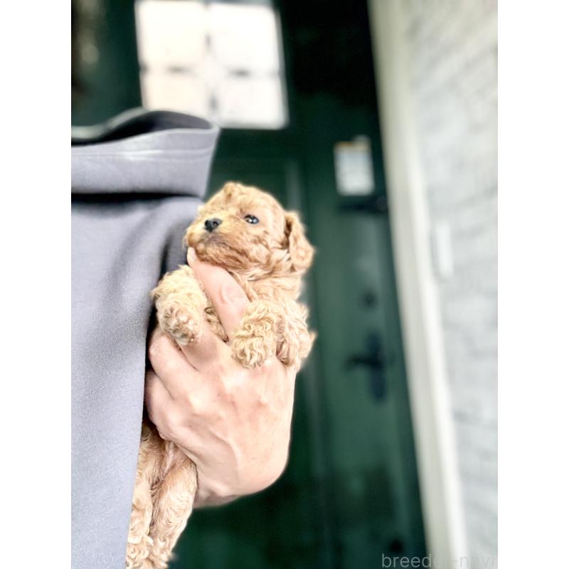 販売中の福岡県のタイニープードル-426011の5枚目