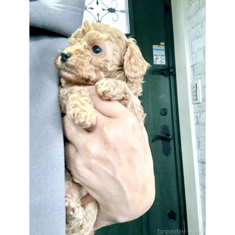 販売中の福岡県のタイニープードル-426011の4枚目