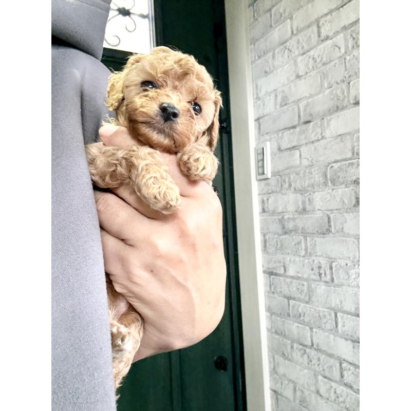 販売中の福岡県のタイニープードル-426011の3枚目