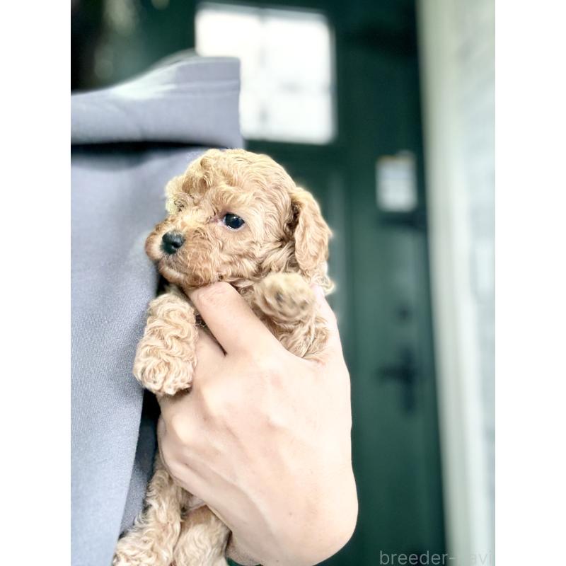 販売中の福岡県のタイニープードル-426011の2枚目