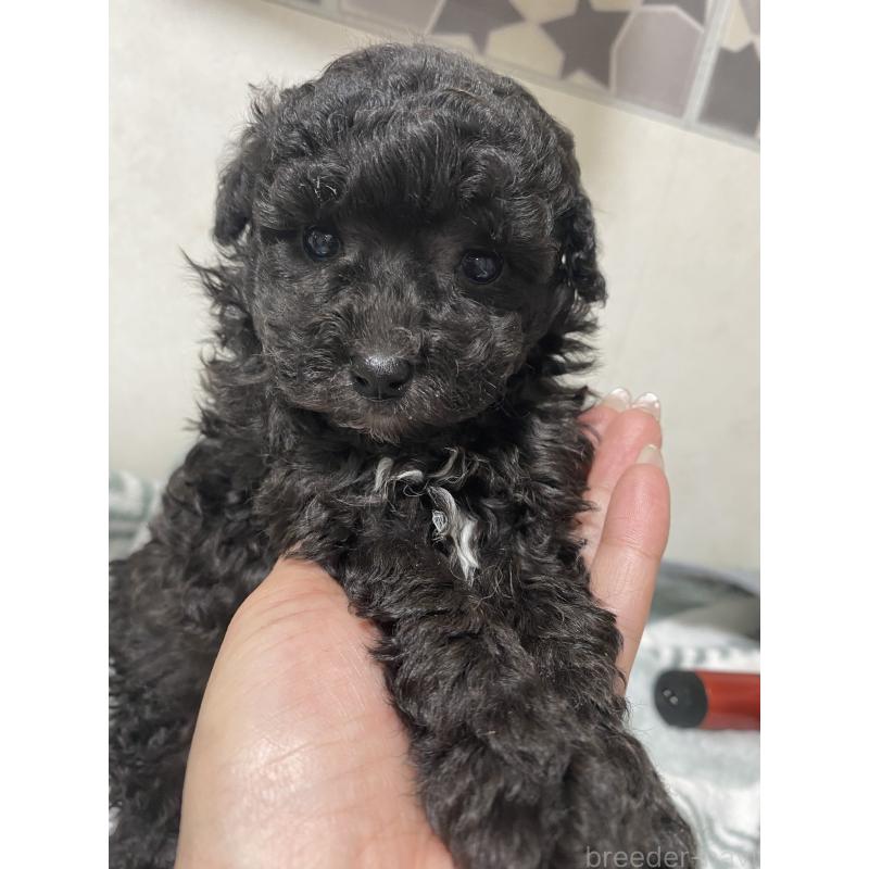 販売中の岡山県のトイプードル-426010の1枚目