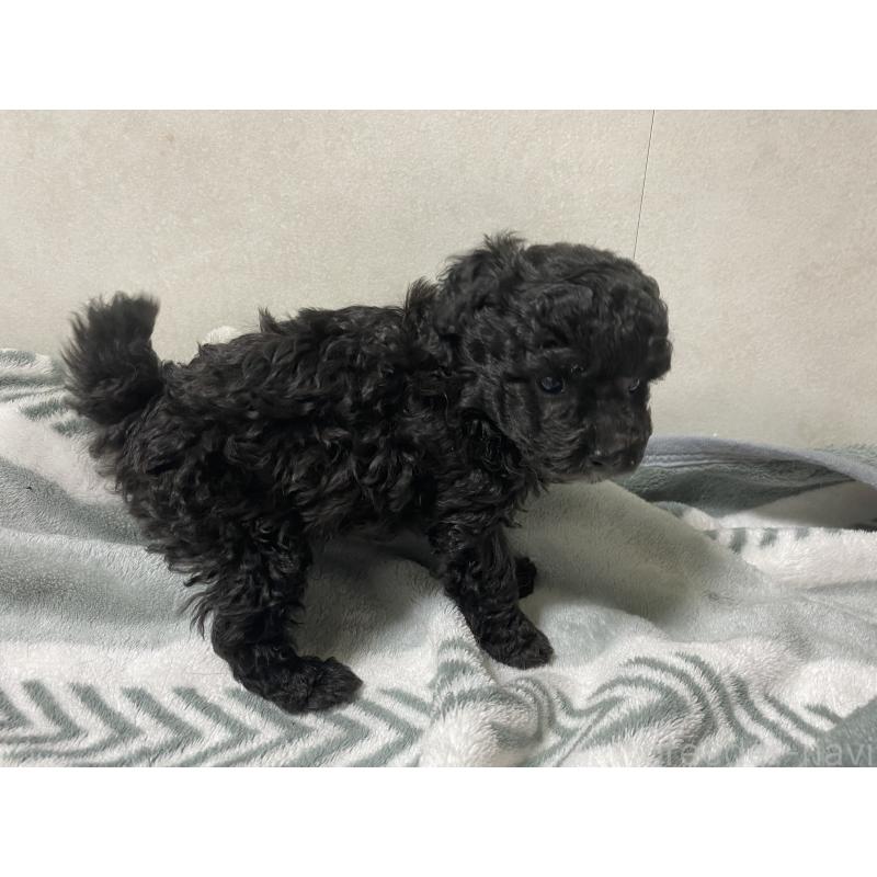 販売中の岡山県のトイプードル-426010の3枚目