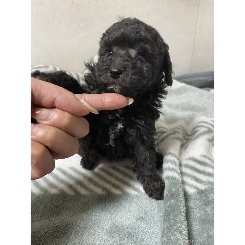 販売中の岡山県のトイプードル-426010の2枚目