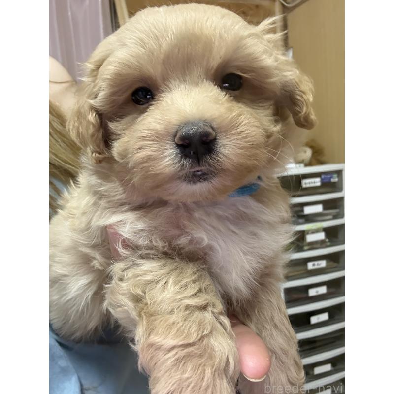 販売中の茨城県のマルプー:マルチーズ×トイプードル-423370の12枚目