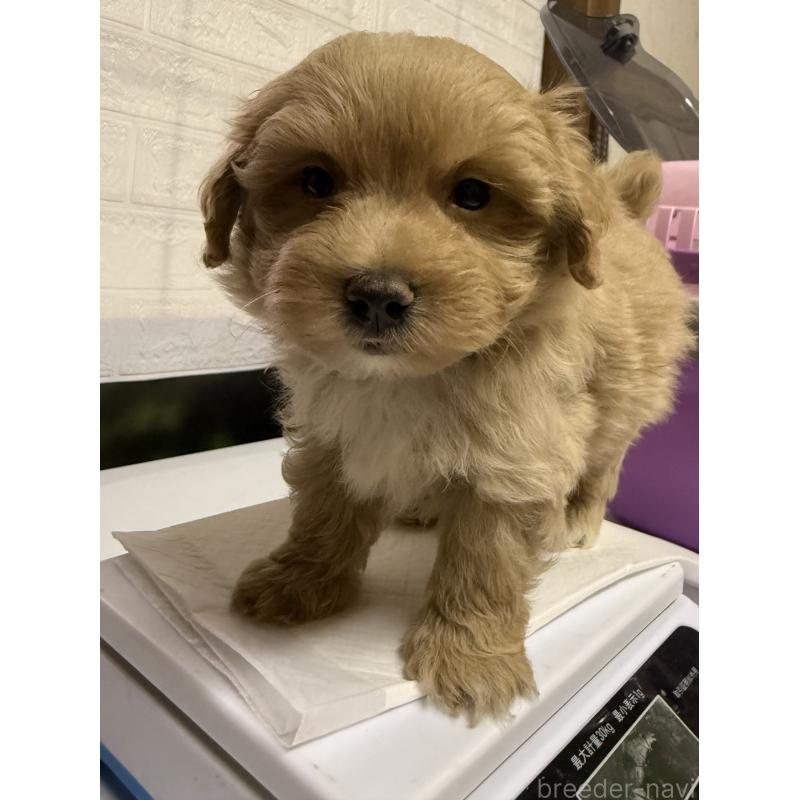 販売中の茨城県のマルプー:マルチーズ×トイプードル-423370の11枚目