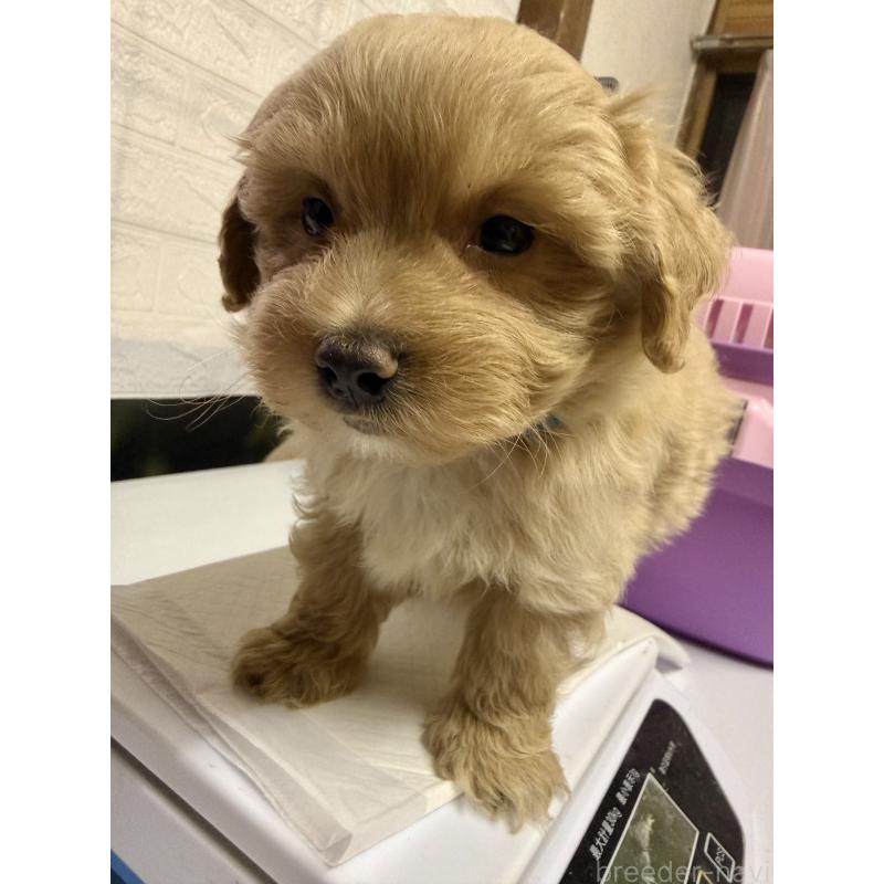 販売中の茨城県のマルプー:マルチーズ×トイプードル-423370の10枚目