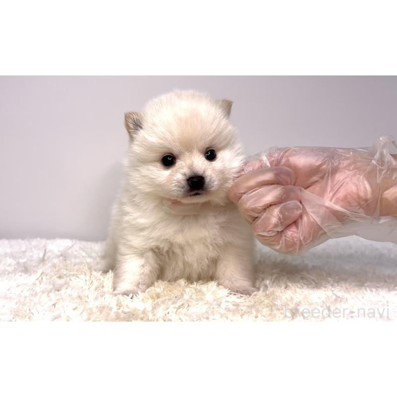 販売中の茨城県のミックス犬-425761の6枚目