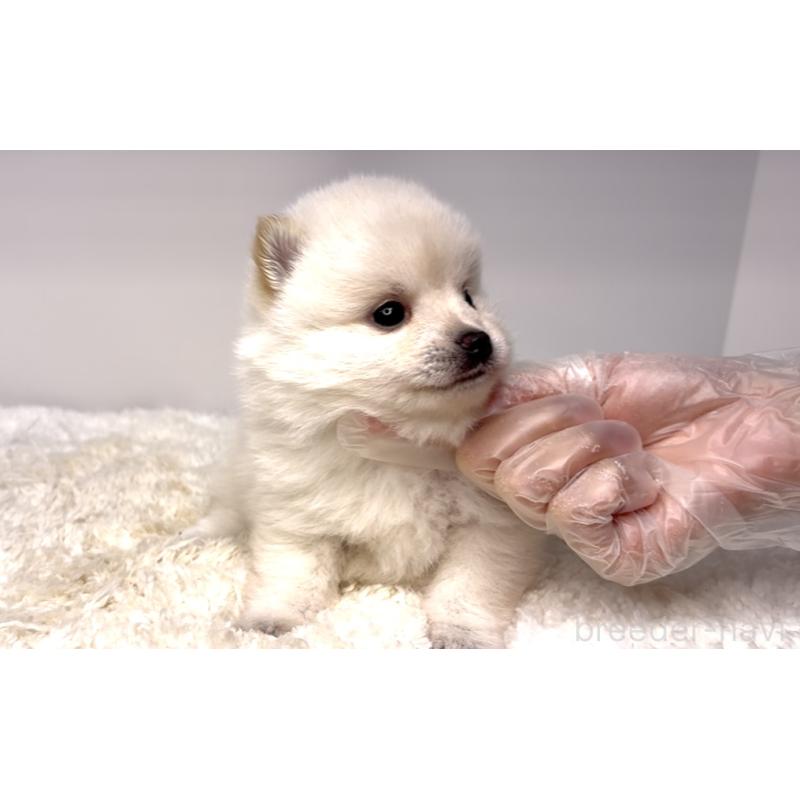 販売中の茨城県のミックス犬-425761の5枚目