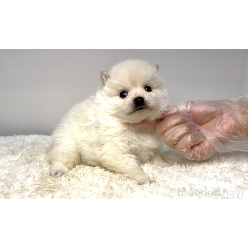 販売中の茨城県のミックス犬-425761の4枚目