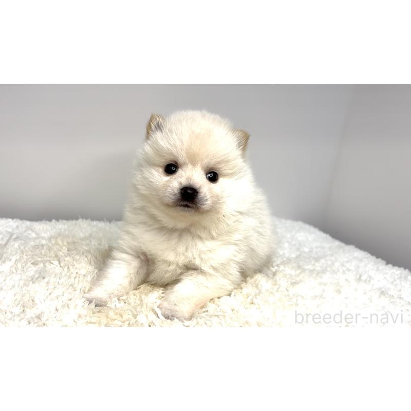 販売中の茨城県のミックス犬-425761の3枚目