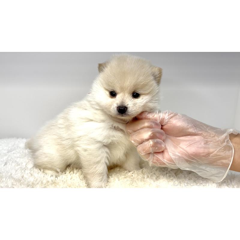 販売中の茨城県のミックス犬-425762の5枚目