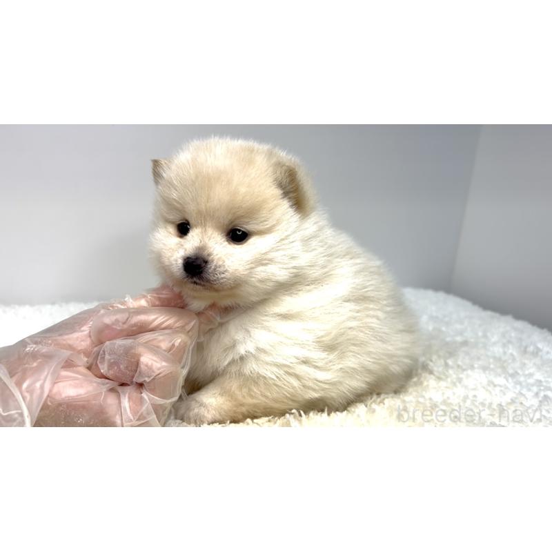 販売中の茨城県のミックス犬-425762の4枚目