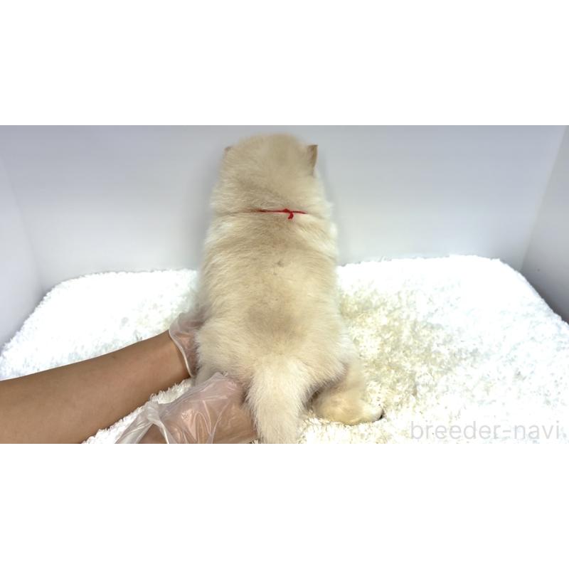 販売中の茨城県のミックス犬-425762の3枚目