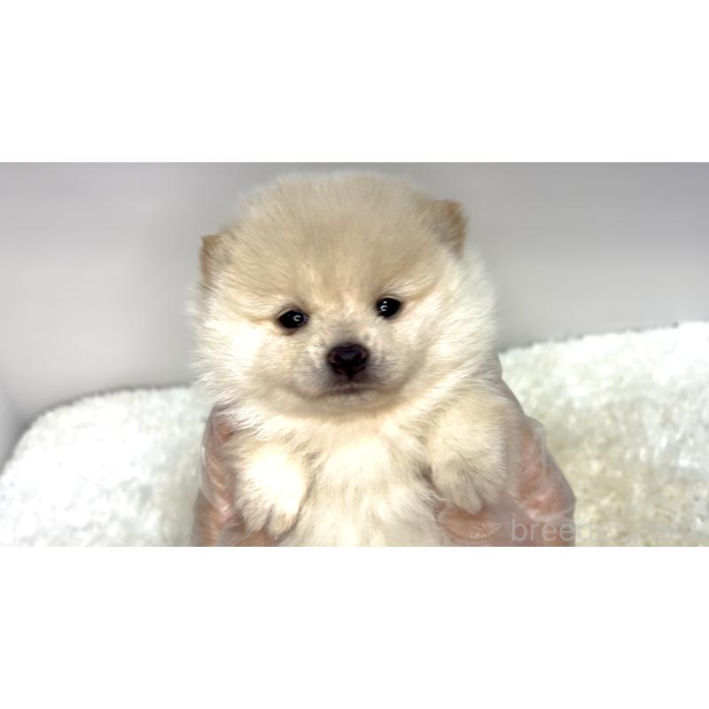 販売中の茨城県のミックス犬-425762の2枚目