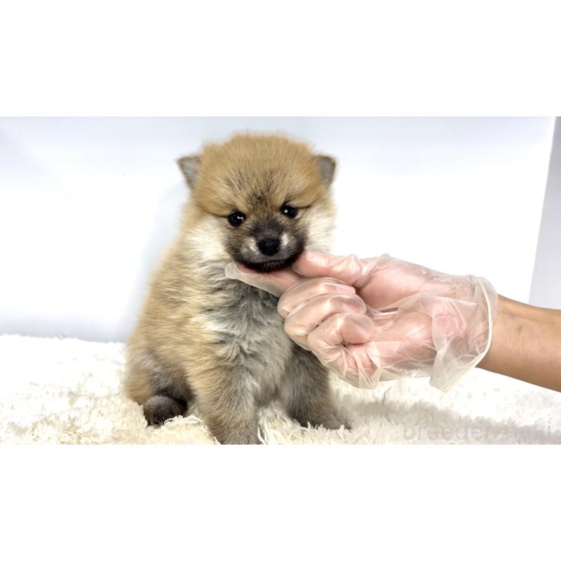 販売中の茨城県のミックス犬-425764の5枚目