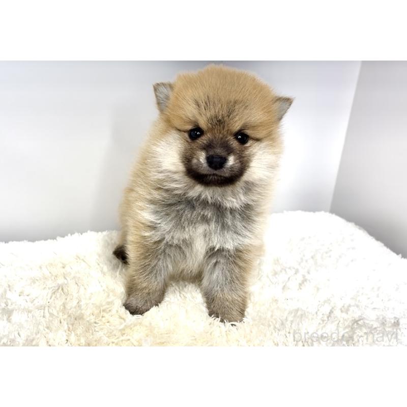 販売中の茨城県のミックス犬-425764の4枚目