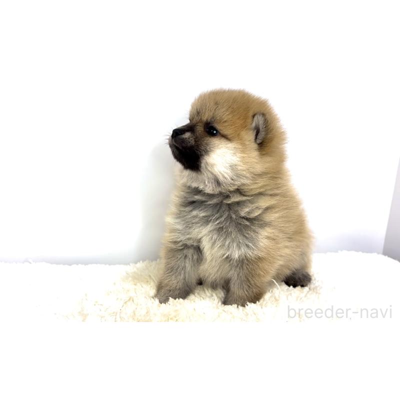 販売中の茨城県のミックス犬-425764の2枚目