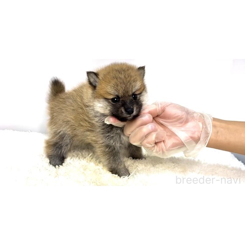 販売中の茨城県のミックス犬-425765の6枚目