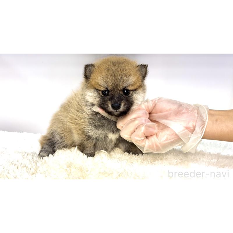 販売中の茨城県のミックス犬-425765の5枚目