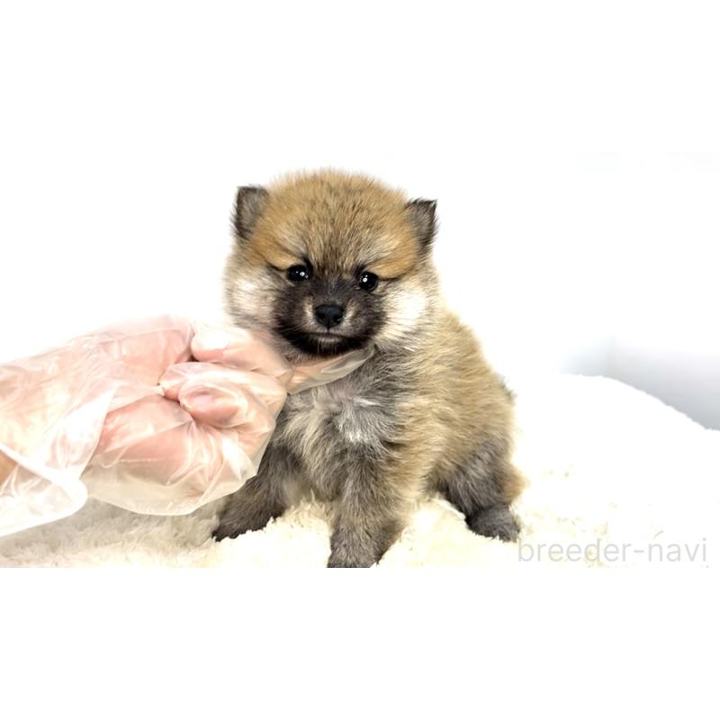 販売中の茨城県のミックス犬-425765の3枚目