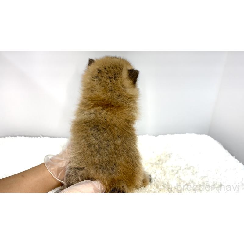 販売中の茨城県のミックス犬-425765の4枚目