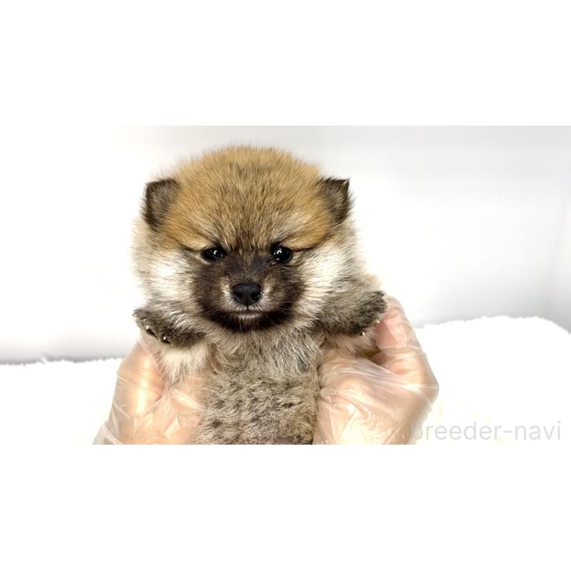 販売中の茨城県のミックス犬-425765の2枚目