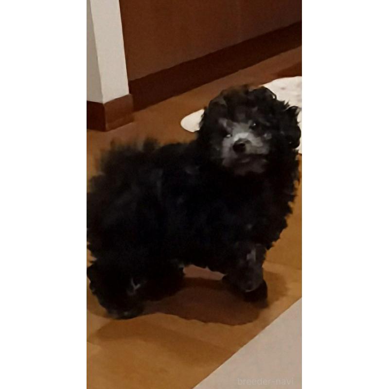 販売中の三重県のタイニープードル-410266の17枚目