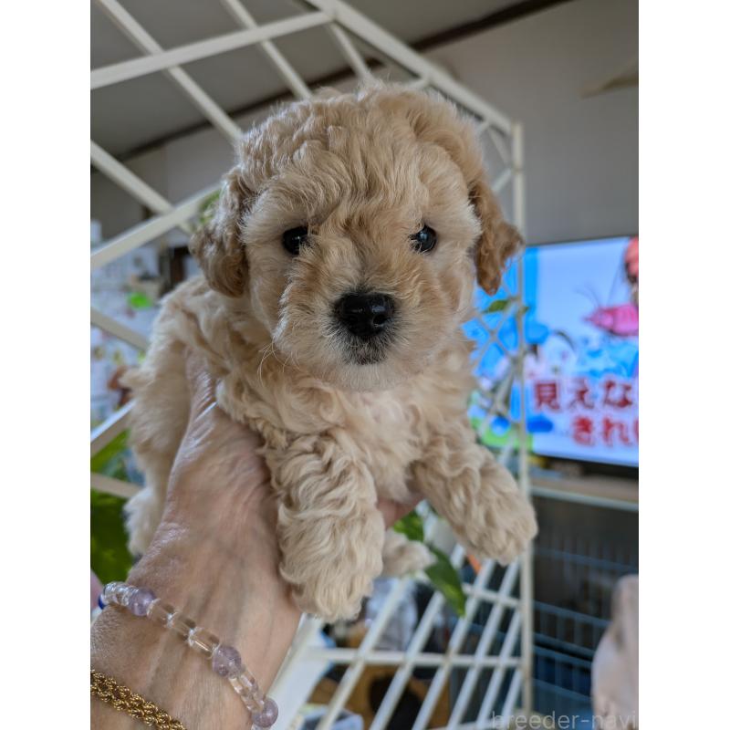 販売中の千葉県のビションプー:ビションフリーゼ×トイプードル-422587の4枚目