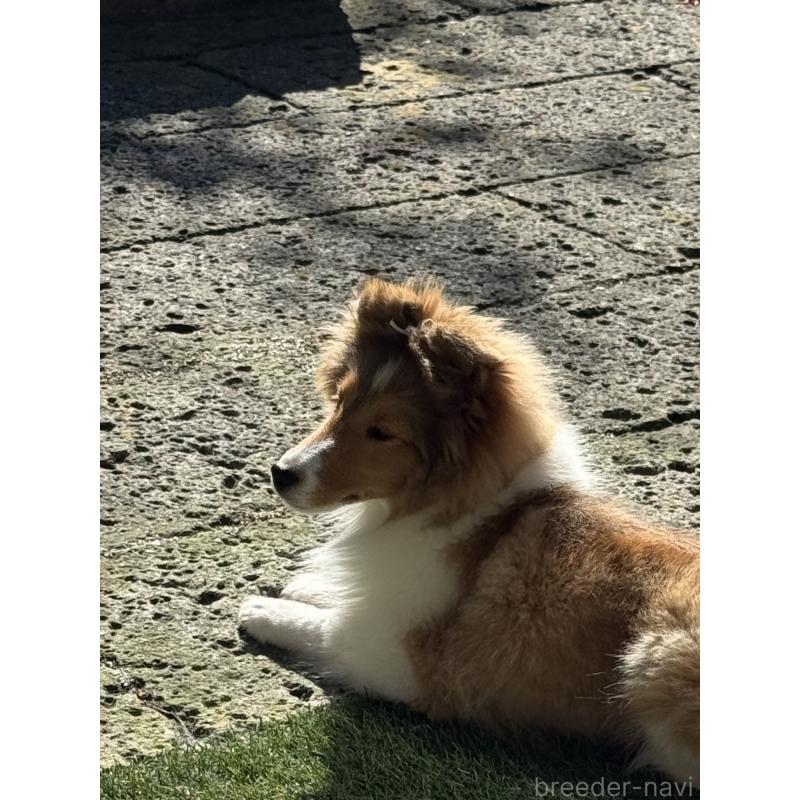 成約済の茨城県のシェットランドシープドッグ(シェルティ)-419923の5枚目