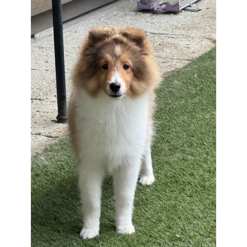 成約済の茨城県のシェットランドシープドッグ(シェルティ)-419923の4枚目
