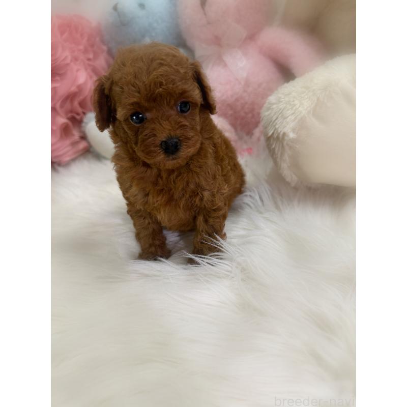 販売中の香川県のトイプードル-425766の5枚目