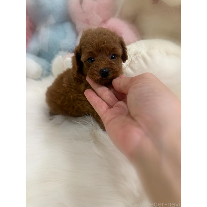 販売中の香川県のトイプードル-425766の4枚目