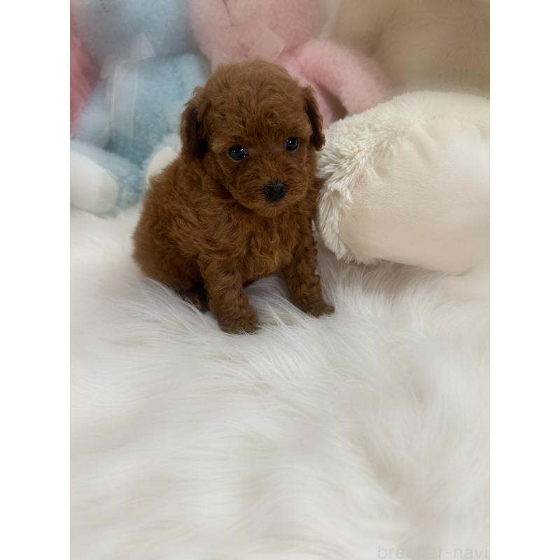 販売中の香川県のトイプードル-425766の3枚目