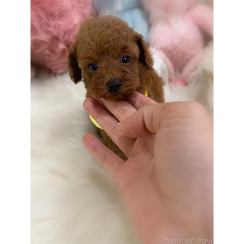 販売中の香川県のトイプードル-425766の2枚目