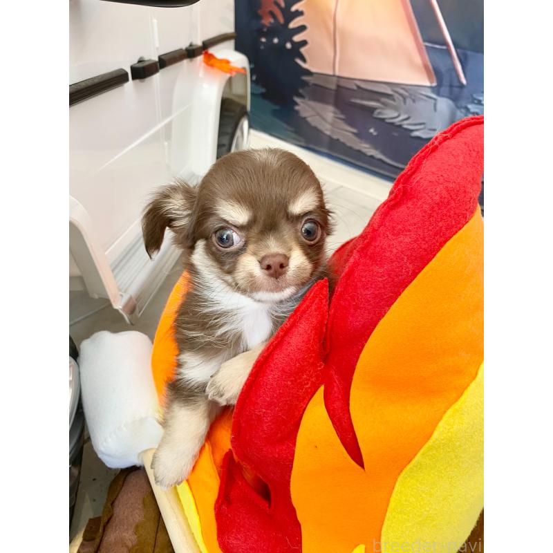 販売中の群馬県のチワワ(ロングコート)-425767の9枚目