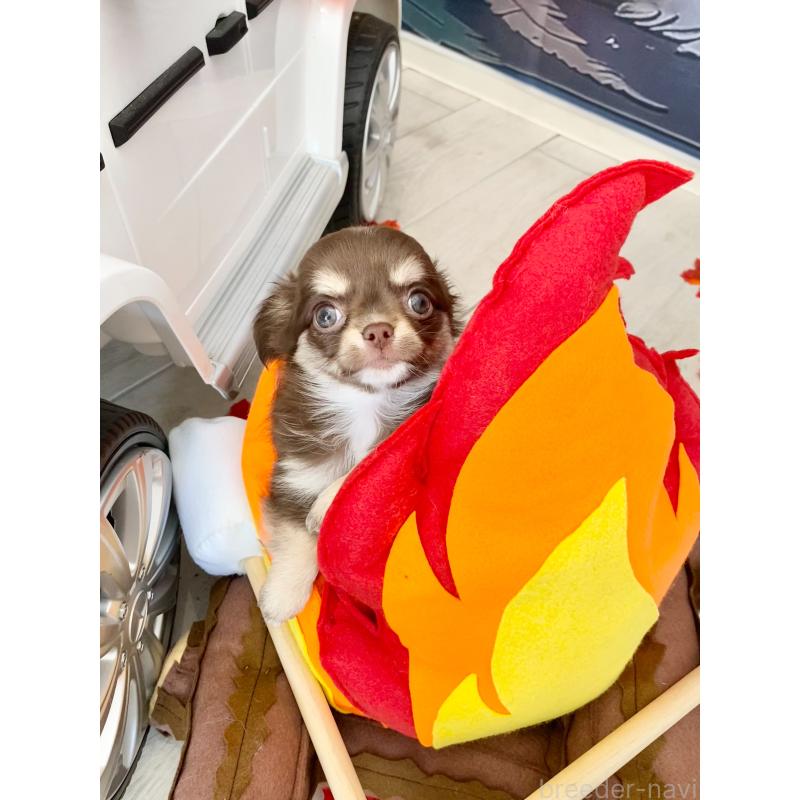 販売中の群馬県のチワワ(ロングコート)-425767の8枚目