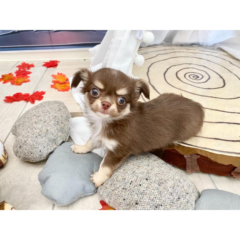 販売中の群馬県のチワワ(ロングコート)-425767の7枚目