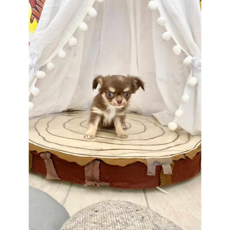 販売中の群馬県のチワワ(ロングコート)-425767の6枚目