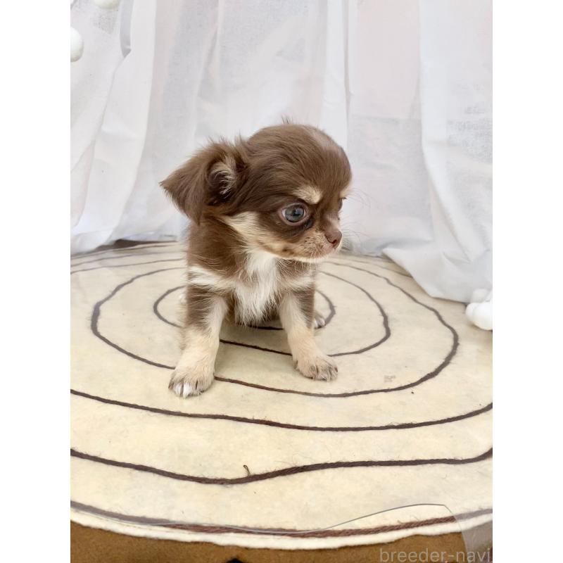 販売中の群馬県のチワワ(ロングコート)-425767の5枚目