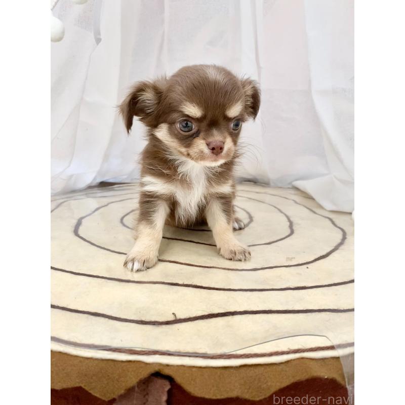 販売中の群馬県のチワワ(ロングコート)-425767の4枚目