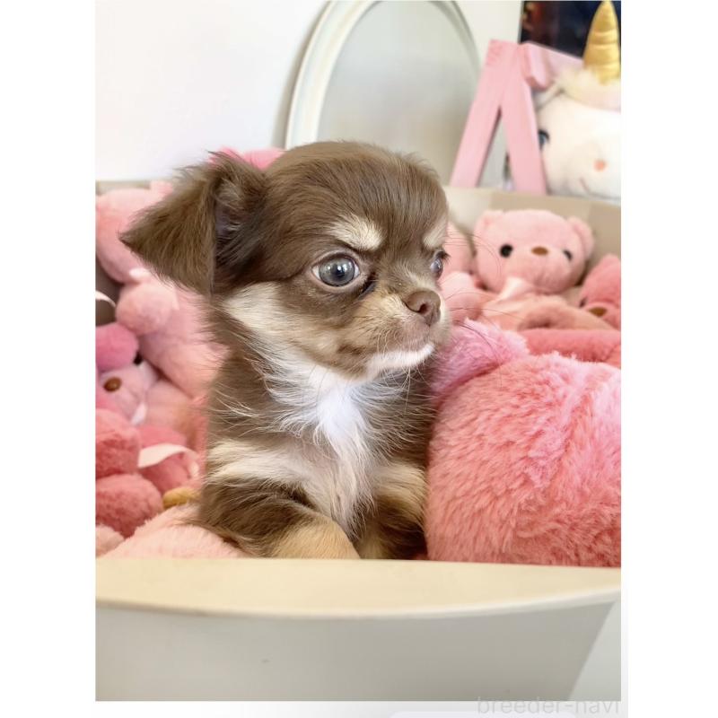 販売中の群馬県のチワワ(ロングコート)-425767の3枚目